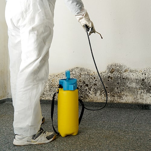 Mold Remediation and Restoration Service in Fort Myers FL
